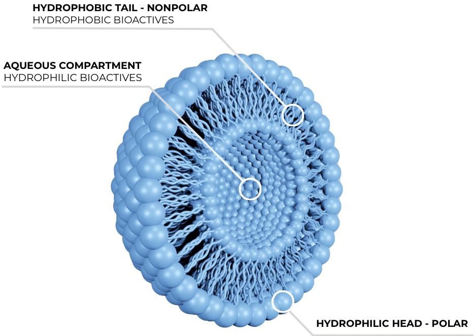 Liposome-V5-with-legend-min